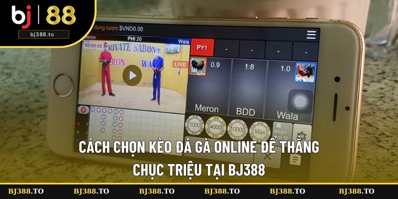 Cách Chọn Kèo Đá Gà Online Để Thắng Chục Triệu Tại BJ388