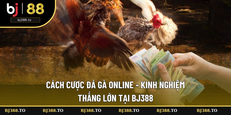 Cách Cược Đá Gà Online - Kinh Nghiệm Thắng Lớn Tại BJ388