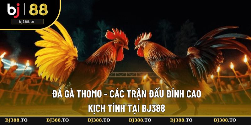 Đá Gà Thomo - Các Trận Đấu Đỉnh Cao, Kịch Tính Tại BJ388