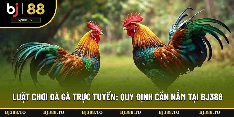 Luật Chơi Đá Gà Trực Tuyến - Quy Định Cần Nắm Tại BJ388