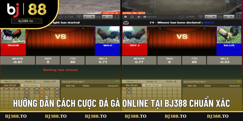 Chia sẻ cách cược đá gà online tại BJ388
