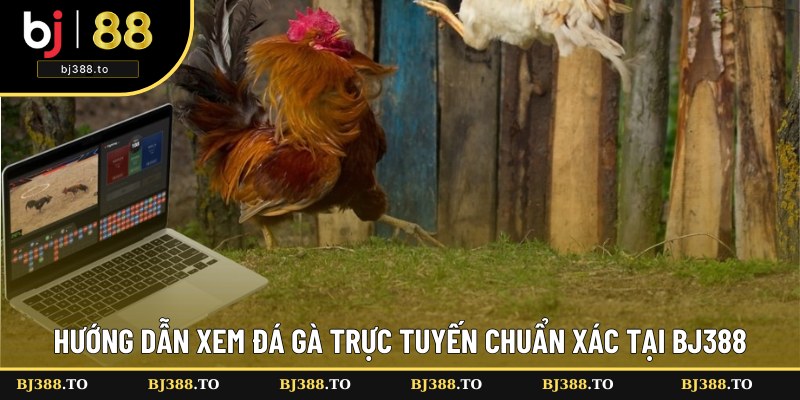Hướng dẫn xem đá gà trực tuyến cho tân thủ Hướng dẫn xem đá gà trực tuyến cho tân thủ