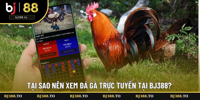 Lý do nên xem chọi gà online ở BJ88 Lý do nên xem chọi gà online ở BJ88